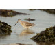 Short Billed Dowitcher Fraserburgh 2