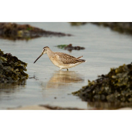 Short Billed Dowitcher Fraserburgh 2