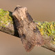 Shuttle Shaped Dart Moth