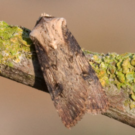Shuttle Shaped Dart Moth