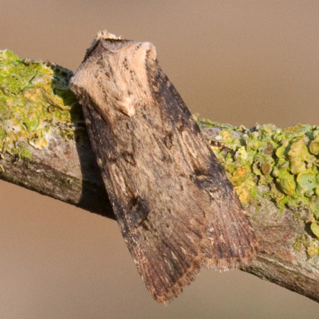 Shuttle Shaped Dart Moth