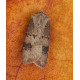 Shuttle Shaped Dart Moth 1