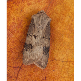 Shuttle Shaped Dart Moth 1