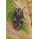 Shuttle Shaped Dart Moth 2