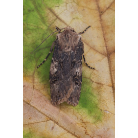 Shuttle Shaped Dart Moth 2