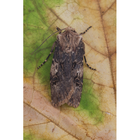 Shuttle Shaped Dart Moth 2