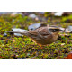 Siberian Accentor