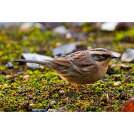 Siberian Accentor