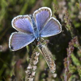 Silver Studded Blue Westleton