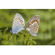 Silver Studded Blue Westleton 1