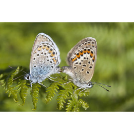 Silver Studded Blue Westleton 1