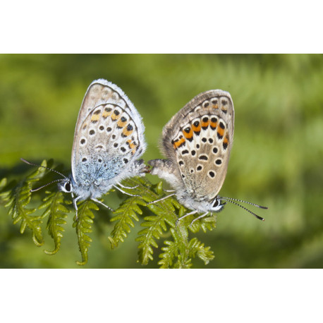 Silver Studded Blue Westleton 1
