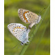 Silver Studded Blue Westleton 2