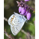 Silver Studded Blue Westleton 3