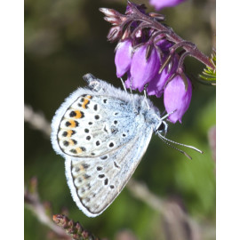 Silver Studded Blue Westleton 3