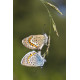 Silver Studded Blue Westleton 4
