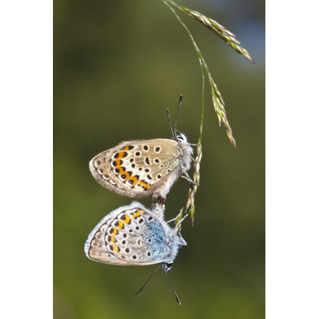 Silver Studded Blue Westleton 4