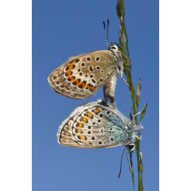 Silver Studded Blue Westleton 5
