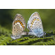 Silver Studded Blue Westleton 6