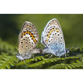 Silver Studded Blue Westleton 6