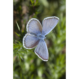 Silver Studded Blue Westleton 7