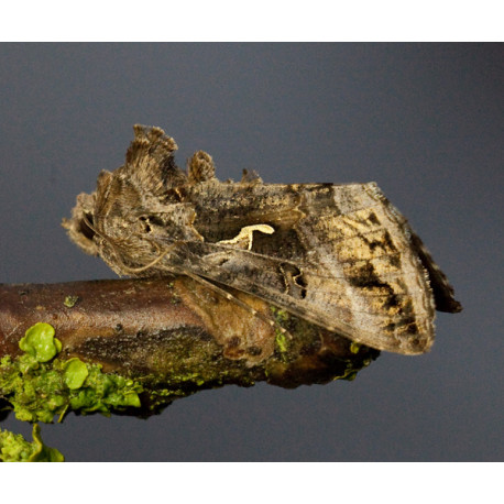 Silver  Y Moth