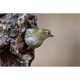 Siskin Scotland