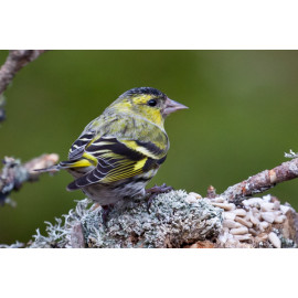 Siskin Scotland 1