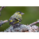 Siskin Scotland 1