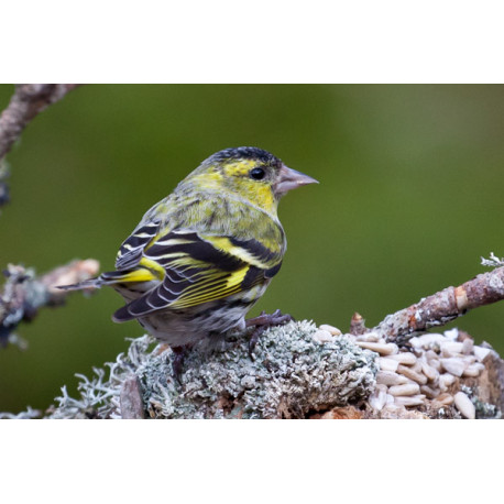 Siskin Scotland 1