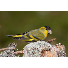 Siskin Scotland 2