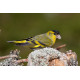 Siskin Scotland 2