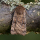 Six Striped Rustic Moth