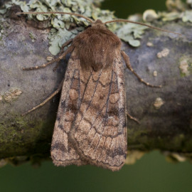 Six Striped Rustic Moth