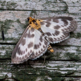 Small Magpie Moth