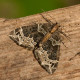 Small Phoenix Moth