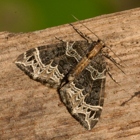 Small Phoenix Moth
