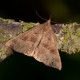 Snout Moth