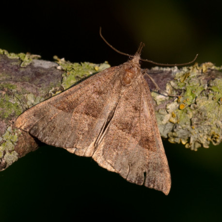 Snout Moth