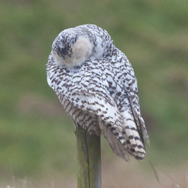 Snowy Owl Snettisham