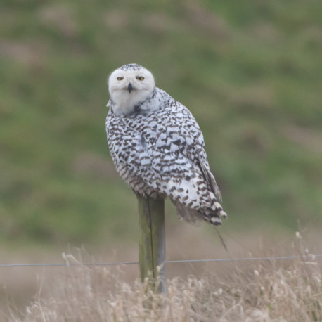 Snowy Owl Snettisham 1