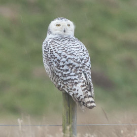 Snowy Owl Snettisham 2