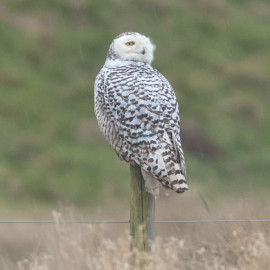 Snowy Owl Snettisham 3