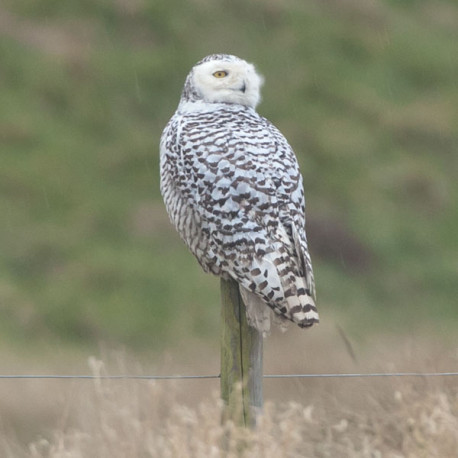 Snowy Owl Snettisham 3