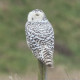 Snowy Owl Snettisham 4