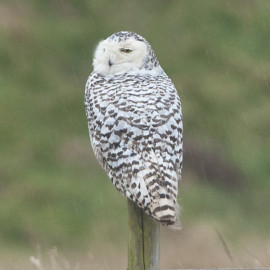 Snowy Owl Snettisham 4