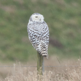 Snowy Owl Snettisham 5