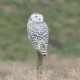Snowy Owl Snettisham 5
