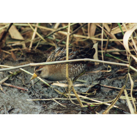 Sora Rail Scillies