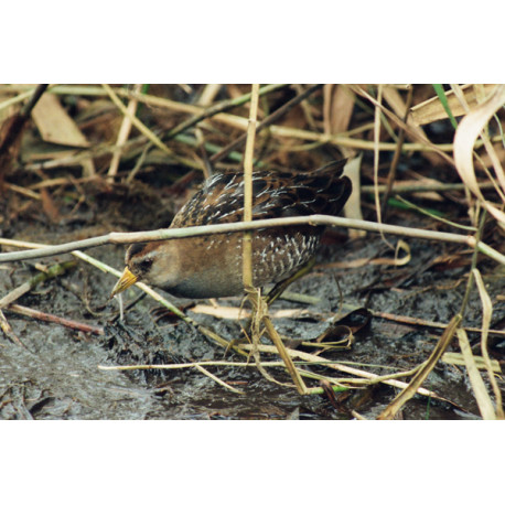 Sora Rail Scillies